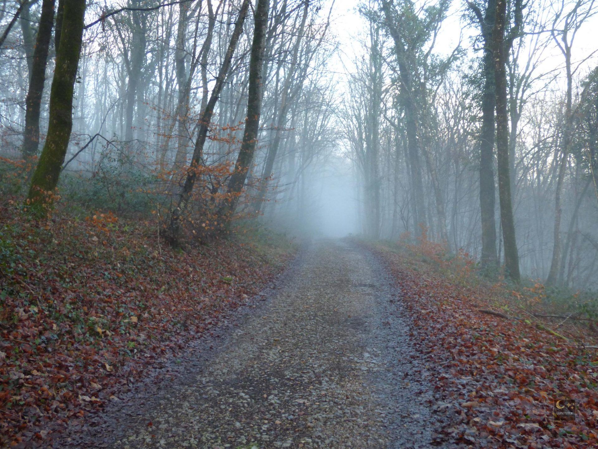 Les mystères de la foret de Chailluz – Besançon (25)
